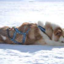 Svalbard med Grønnlandshund